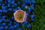 (c) Copyright - Raphael Kessler 2013 - England - Chartwell - Tulip and blue