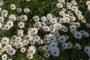 (c) Copyright - Raphael Kessler 2013 - England - Chartwell - Daisies