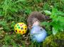 © Copyright - Raphael Kessler 2014 - England - Dartmoor Zoo - otter