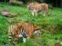 © Copyright - Raphael Kessler 2014 - England - Dartmoor Zoo - tigers