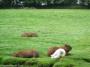 © Copyright - Raphael Kessler 2014 - England - Dartmoor Zoo - Capybaras