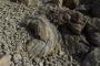 © Copyright - Raphael Kessler 2013 - England - Lulworth Cove - Petrified tree