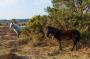 © Copyright - Raphael Kessler 2013 - England - New Forest Ponies