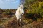 © Copyright - Raphael Kessler 2013 - England - New Forest Ponies