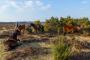 © Copyright - Raphael Kessler 2013 - England - New Forest Ponies