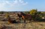 © Copyright - Raphael Kessler 2013 - England - New Forest Ponies