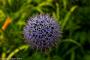 © Copyright - Raphael Kessler 2014 - England - Dyrham Park pom pom