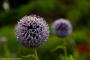 © Copyright - Raphael Kessler 2014 - England - Dyrham Park pom poms