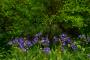 (c) Copyright - Raphael Kessler 2013 - England - Emmetts Garden - Bluebells