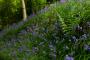 (c) Copyright - Raphael Kessler 2013 - England - Emmetts Garden - Bluebell forest 1