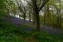 (c) Copyright - Raphael Kessler 2013 - England - Emmetts Garden - Bluebell forest 4