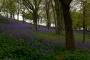 (c) Copyright - Raphael Kessler 2013 - England - Emmetts Garden - Bluebell forest 5