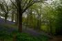 (c) Copyright - Raphael Kessler 2013 - England - Emmetts Garden - Bluebell forest 6