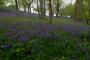 (c) Copyright - Raphael Kessler 2013 - England - Emmetts Garden - Bluebell forest 7