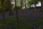 (c) Copyright - Raphael Kessler 2013 - England - Emmetts Garden - Bluebell forest 9