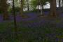 (c) Copyright - Raphael Kessler 2013 - England - Emmetts Garden - Bluebell forest 10