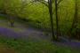 (c) Copyright - Raphael Kessler 2013 - England - Emmetts Garden - Bluebell forest 11