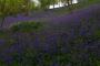 (c) Copyright - Raphael Kessler 2013 - England - Emmetts Garden - Bluebell forest 12