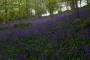 (c) Copyright - Raphael Kessler 2013 - England - Emmetts Garden - Bluebell forest 13