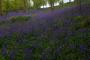 (c) Copyright - Raphael Kessler 2013 - England - Emmetts Garden - Bluebell forest 14