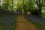 (c) Copyright - Raphael Kessler 2013 - England - Emmetts Garden - Bluebell forest 15