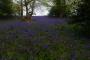 (c) Copyright - Raphael Kessler 2013 - England - Emmetts Garden - Bluebell forest 16