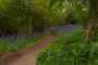 (c) Copyright - Raphael Kessler 2013 - England - Emmetts Garden - Bluebell forest 17