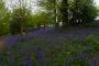 (c) Copyright - Raphael Kessler 2013 - England - Emmetts Garden - Bluebell forest 18