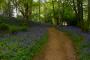 (c) Copyright - Raphael Kessler 2013 - England - Emmetts Garden - Bluebell forest 20