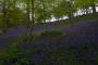 (c) Copyright - Raphael Kessler 2013 - England - Emmetts Garden - Bluebell forest 21