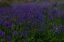 (c) Copyright - Raphael Kessler 2013 - England - Emmetts Garden - Bluebell forest 22