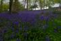 (c) Copyright - Raphael Kessler 2013 - England - Emmetts Garden - Bluebell forest 23