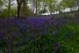 (c) Copyright - Raphael Kessler 2013 - England - Emmetts Garden - Bluebell forest 24