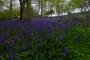 (c) Copyright - Raphael Kessler 2013 - England - Emmetts Garden - Bluebell forest 25