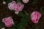 (c) Copyright - Raphael Kessler 2013 - England - Emmetts Garden - Roses