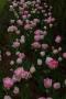 (c) Copyright - Raphael Kessler 2013 - England - Emmetts Garden - Rows of roses