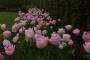 (c) Copyright - Raphael Kessler 2013 - England - Emmetts Garden - Pink roses