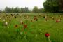 (c) Copyright - Raphael Kessler 2013 - England - Emmetts Garden - Tulips