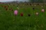 (c) Copyright - Raphael Kessler 2013 - England - Emmetts Garden - Tulips