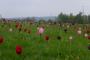 (c) Copyright - Raphael Kessler 2013 - England - Emmetts Garden - Tulips