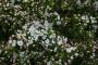 (c) Copyright - Raphael Kessler 2013 - England - Emmetts Garden - Mock Orange