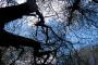 (c) Copyright - Raphael Kessler 2012 - England - Chilterns - Tree sky