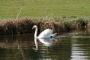 (c) Copyright - Raphael Kessler 2012 - England - Hertford - New River swan