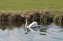 (c) Copyright - Raphael Kessler 2012 - England - Hertford - New River swan