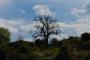 (c) Copyright - Raphael Kessler 2012 - England - Hertford - Tree