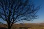 (c) Copyright - Raphael Kessler 2013 - England - Castleton - Tree and fields