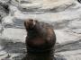 © Copyright - Raphael Kessler 2014 - England - Cornish Seal Sanctuary - sea lion