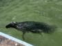 © Copyright - Raphael Kessler 2014 - England - Cornish Seal Sanctuary - circles