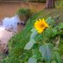 © Copyright - Raphael Kessler 2013 - England - Wakehurst Place