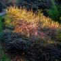 © Copyright - Raphael Kessler 2013 - England - Wakehurst Place